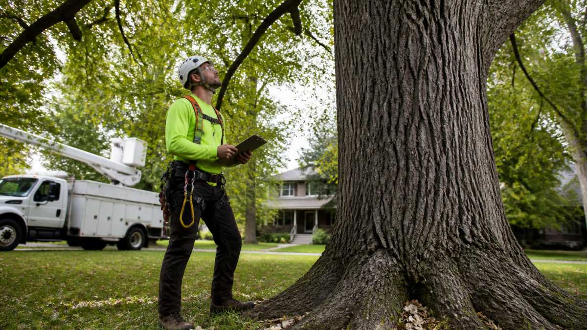Certified arborist inspecting a large oak tree while tree removal experts prepare their bucket truck nearby.
