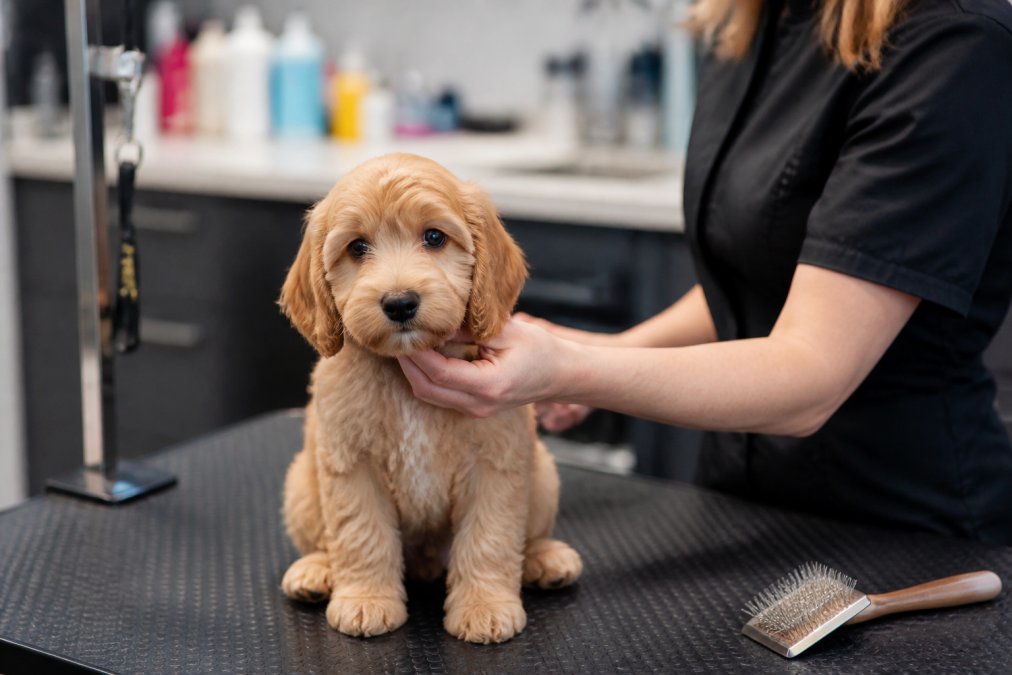 First Grooming Visit for Puppy: A Complete Guide