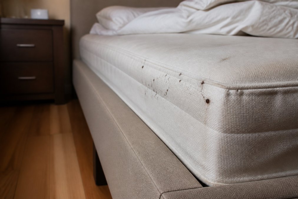 First Signs of Bed Bugs in an Apartment
