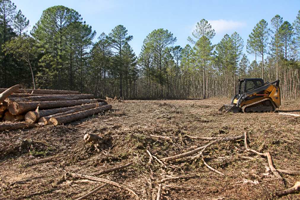 Florida Land Clearing Alternatives: Methods Compared