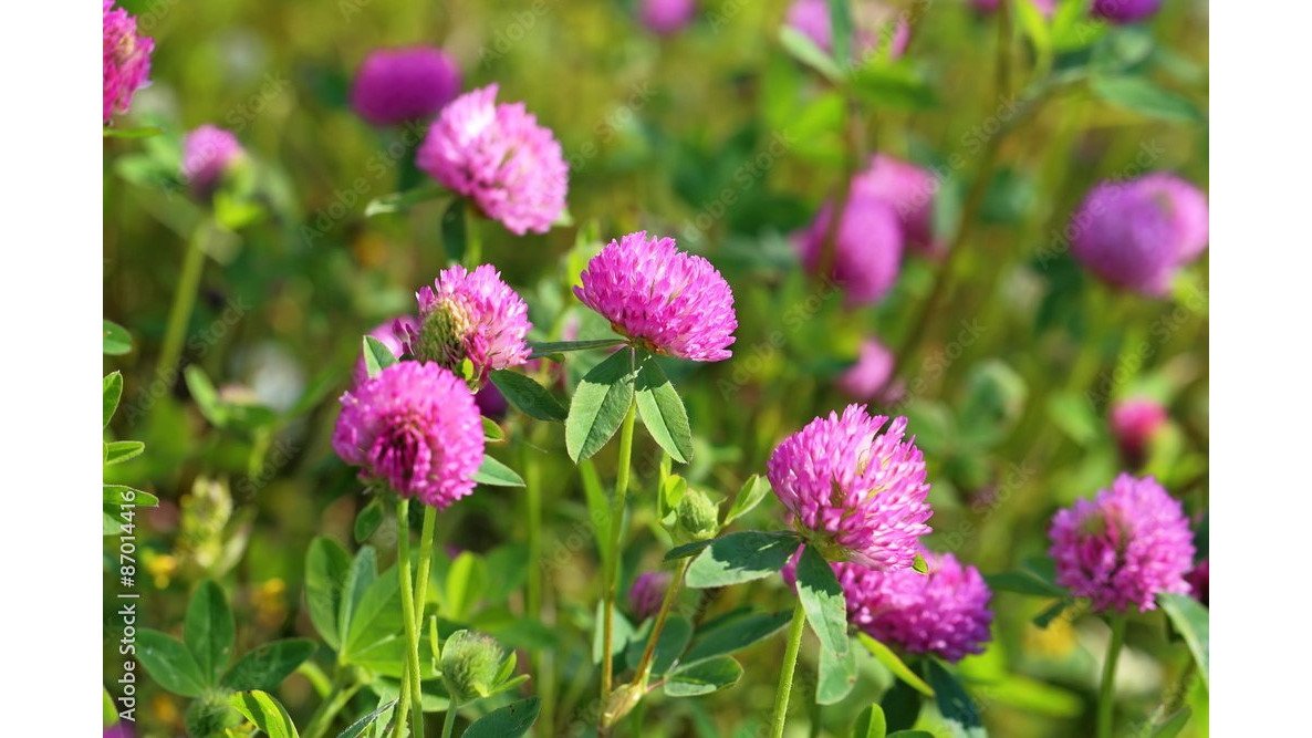 Best Mulch to Prevent Garden Weeds