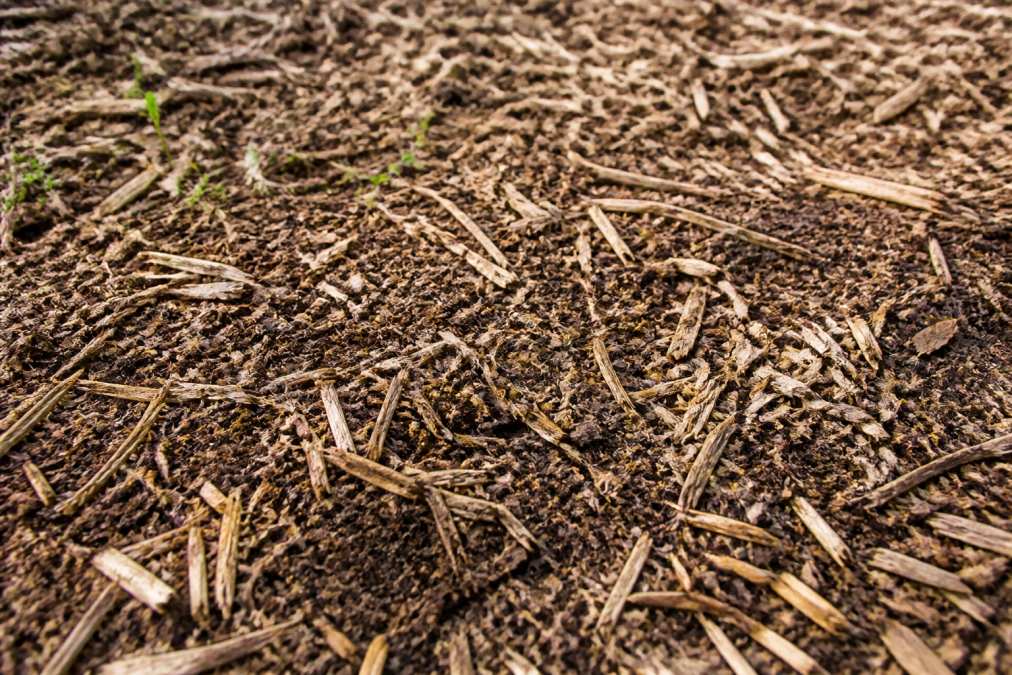 Close-up of freshly mulched ground with fine wood chips and organic matter visible, showing healthy soil texture and ground cover preservation, natural forest floor setting