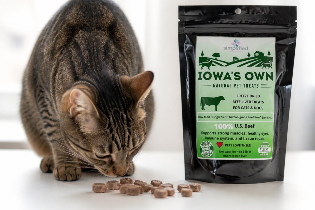 A curious domestic cat sniffing small pieces of freeze-dried beef liver treat on a clean white surface, natural light, close-up shot