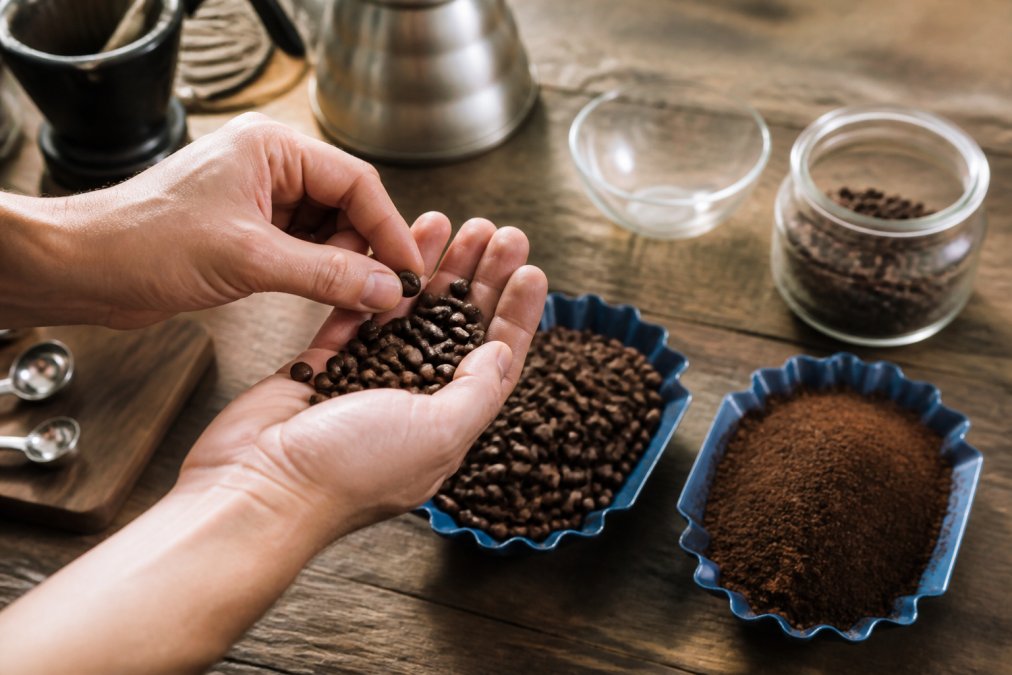 Close-up of hands holding freshly roasted coffee beans, examining the color and texture in natural light with whole bean and ground coffee samples visible