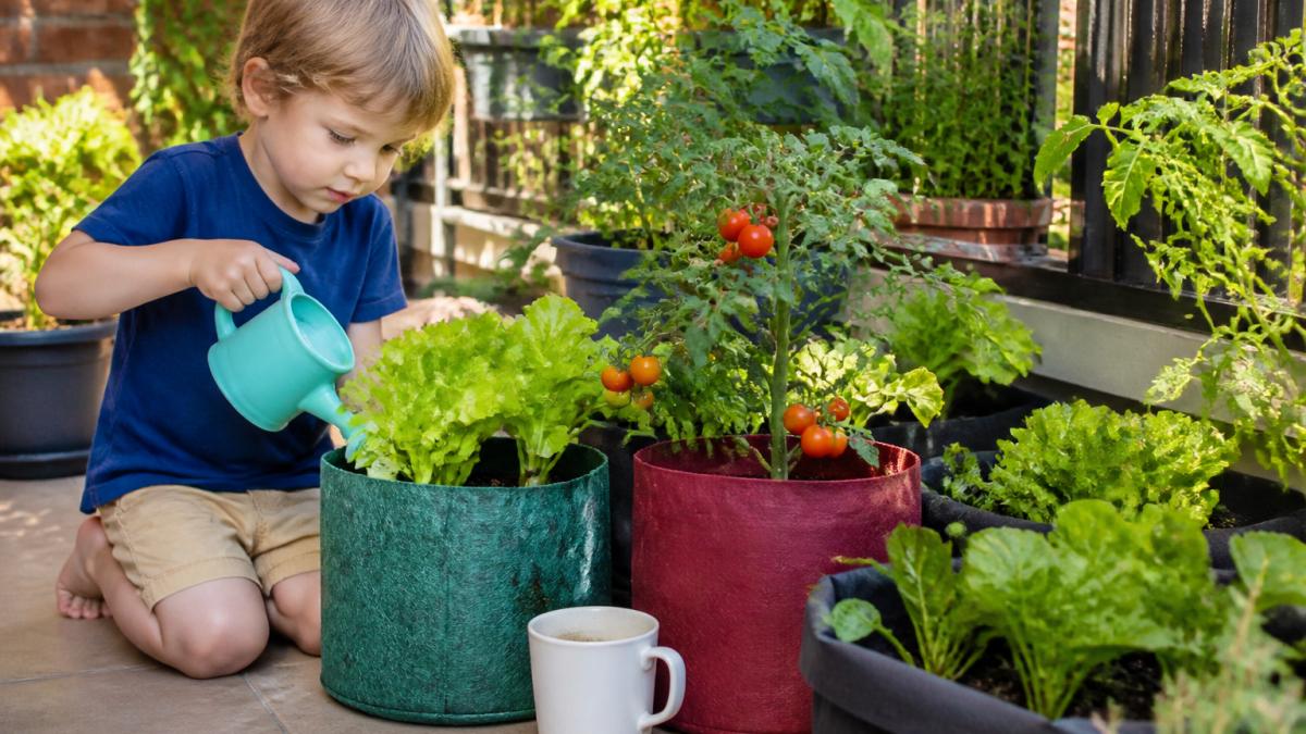 Young child with a watering can tending to tomato and lettuce seedlings in patio containers