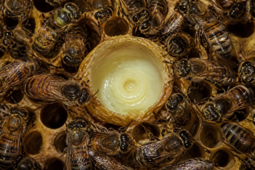 Nahaufnahme von frischer Gelée Royale in einer Wachskapsel im Bienenstock, mit Bienenkönigin und Arbeitsbienen rundherum