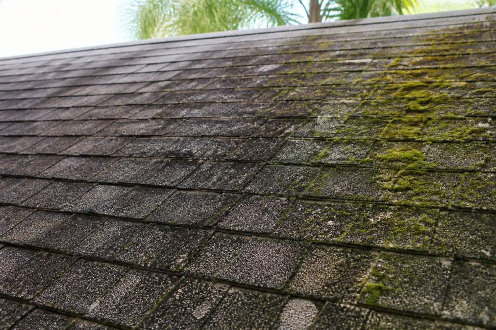 Close-up of asphalt roof shingles showing dark black algae streaks and patches of green moss growth covering portions of the surface