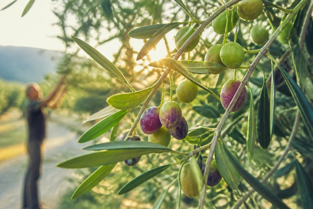 Close-up van verse olijven op een tak met zonlicht dat de natuurlijke rijpheid en kwaliteit van het fruit illustreert, groene en paarse tinten zichtbaar in het licht