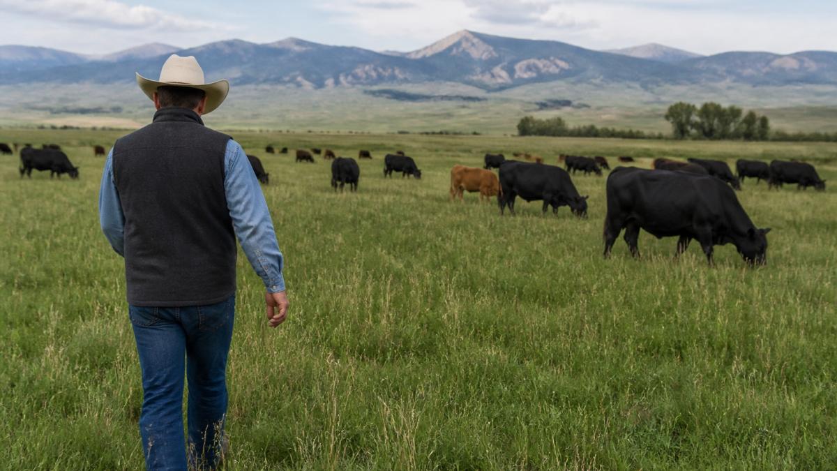 A rancher walking through a green pasture with a herd of cattle grazing in the background, natural daylight, wide Montana landscape
