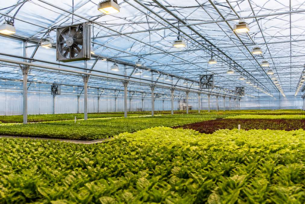 Wide interior shot of a commercial greenhouse with visible ventilation fans, hanging grow lights, and rows of lush green plants under a polycarbonate roof bathed in diffused natural light