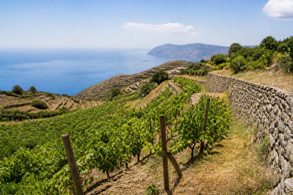 Sonnenverwöhnte griechische Weinberge mit Rebstöcken in hügeligem Gelände, traditionelle Steinmauern und Mittelmeervegetation unter klarem Himmel
