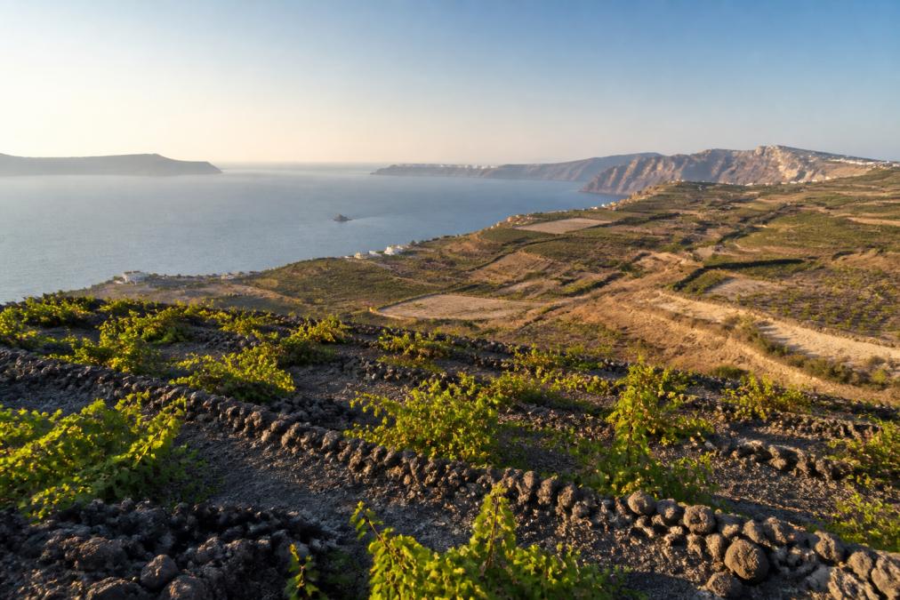 Weinbergterrassen auf Santorini mit Blick auf die Ägäis, vulkanischer Boden im Vordergrund, frühmorgendliches Licht