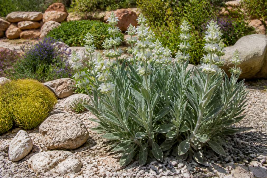 Blühende Griechischer Bergtee Pflanze mit graufilzigen Blättern an einem sonnigen Steingarten-Standort, mehrere Blütenkerzen in Weiß sichtbar, mit Kieselsteinen und mediterranen Pflanzen im Hintergrund