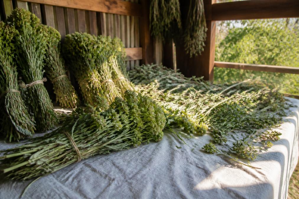 Frische Griechischer Bergtee Blätter und Blüten während der Ernte, gebündelt zum Trocknen an einem luftigen Ort mit natürlichem Licht, auf Leinentuch arrangiert