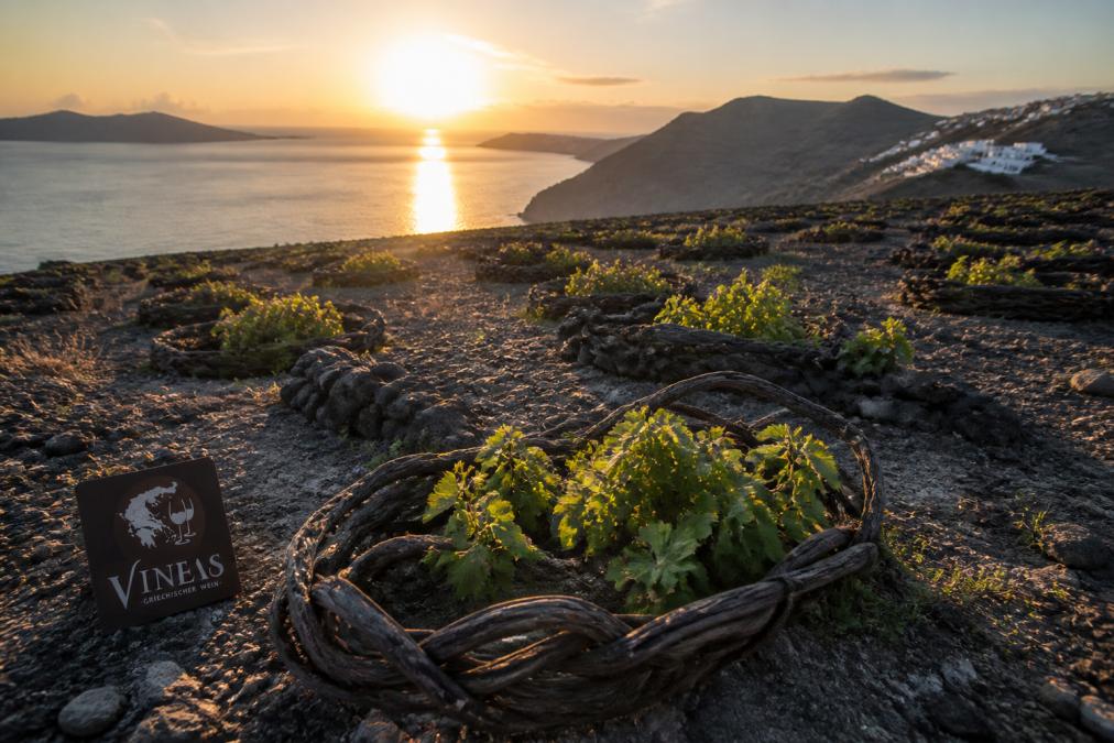 Weinberge auf Santorini mit den typischen niedrigen, korbartig geflochtenen Reben vor der Kulisse der Ägäis bei Sonnenuntergang