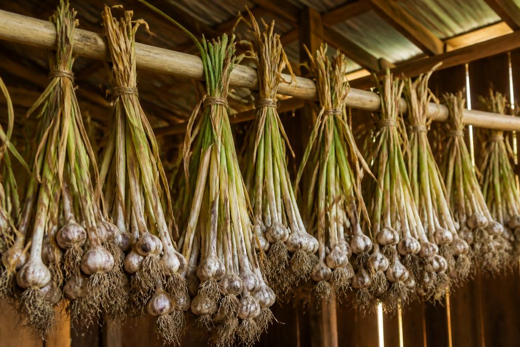 Freshly harvested garlic bulbs with foliage still attached, bundled in groups of 10-12 and hanging from a horizontal wooden dowel in a well-ventilated wooden barn, warm afternoon light filtering through gaps in the siding