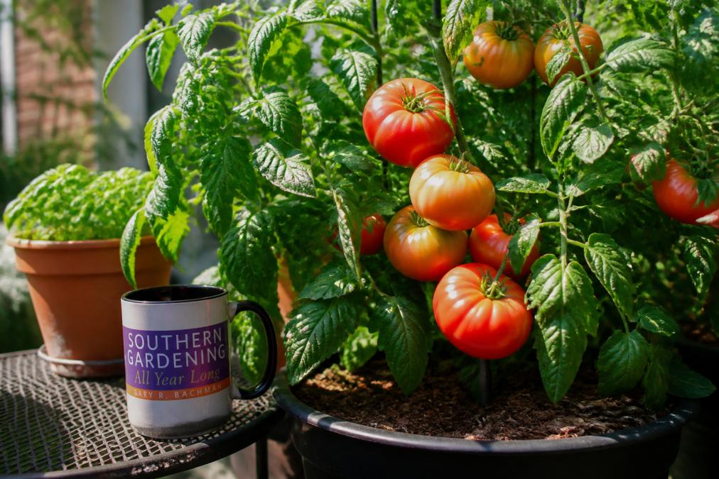 Mature tomato plants with ripe red and orange heirloom fruit hanging from branches in bright afternoon sunlight, showing healthy green foliage and abundant fruit development on a sunny patio