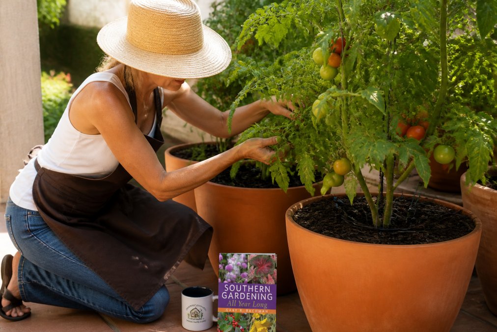 A gardener tending to tomato plants growing in large terra cotta containers on a sunny patio, with dark mulch visible at the soil surface, drip irrigation tubing running to each pot, and afternoon shade from a nearby structure