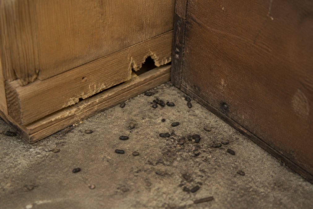 Close-up of rodent droppings and gnaw marks on wooden surfaces in a home corner, showing evidence of pest damage and contamination on storage boxes