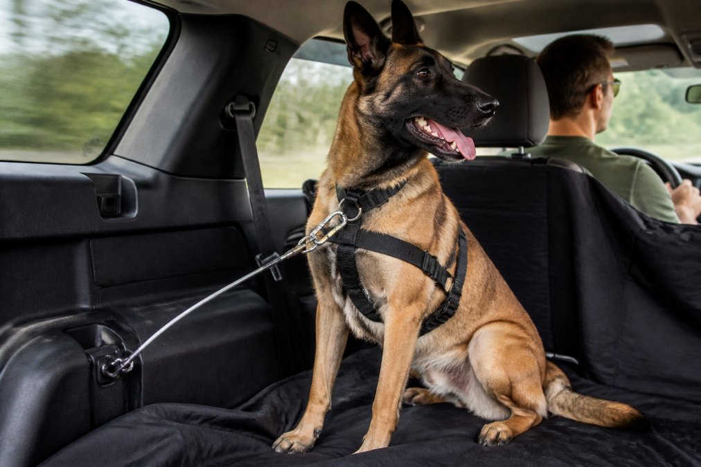 Active dog secured in vehicle using heavy-duty cable leash and restraint system, showing proper positioning and control setup during travel with driver visible in front seat