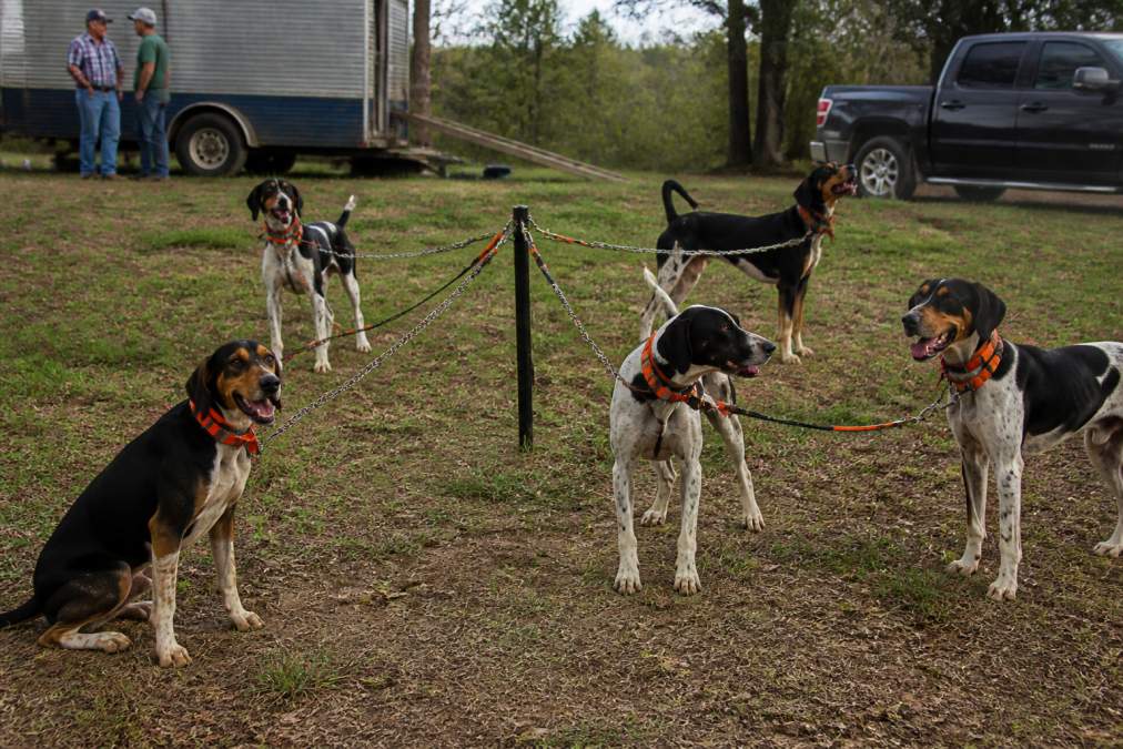 Multiple hunting dogs safely tethered to a gang line system at a field trial or camping site, demonstrating organized containment without tangling, with handlers managing the setup