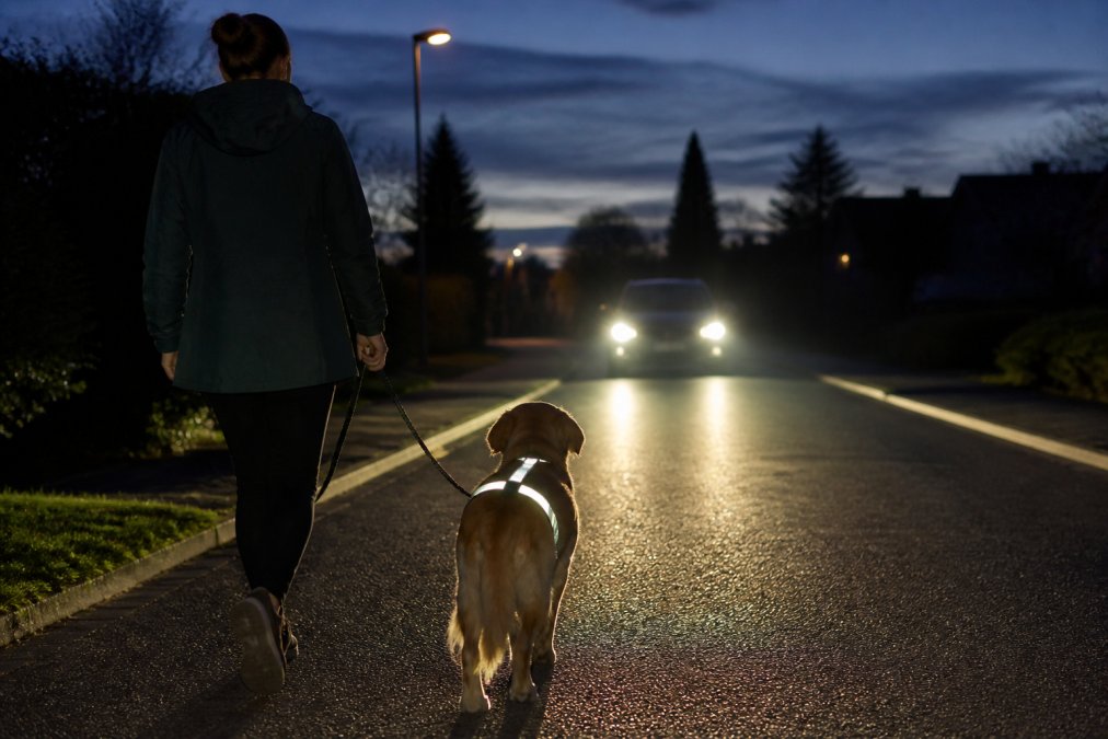 A dog wearing a reflective harness walking with its owner on a dimly lit suburban street at dusk, car headlights illuminating the reflective strips on the harness