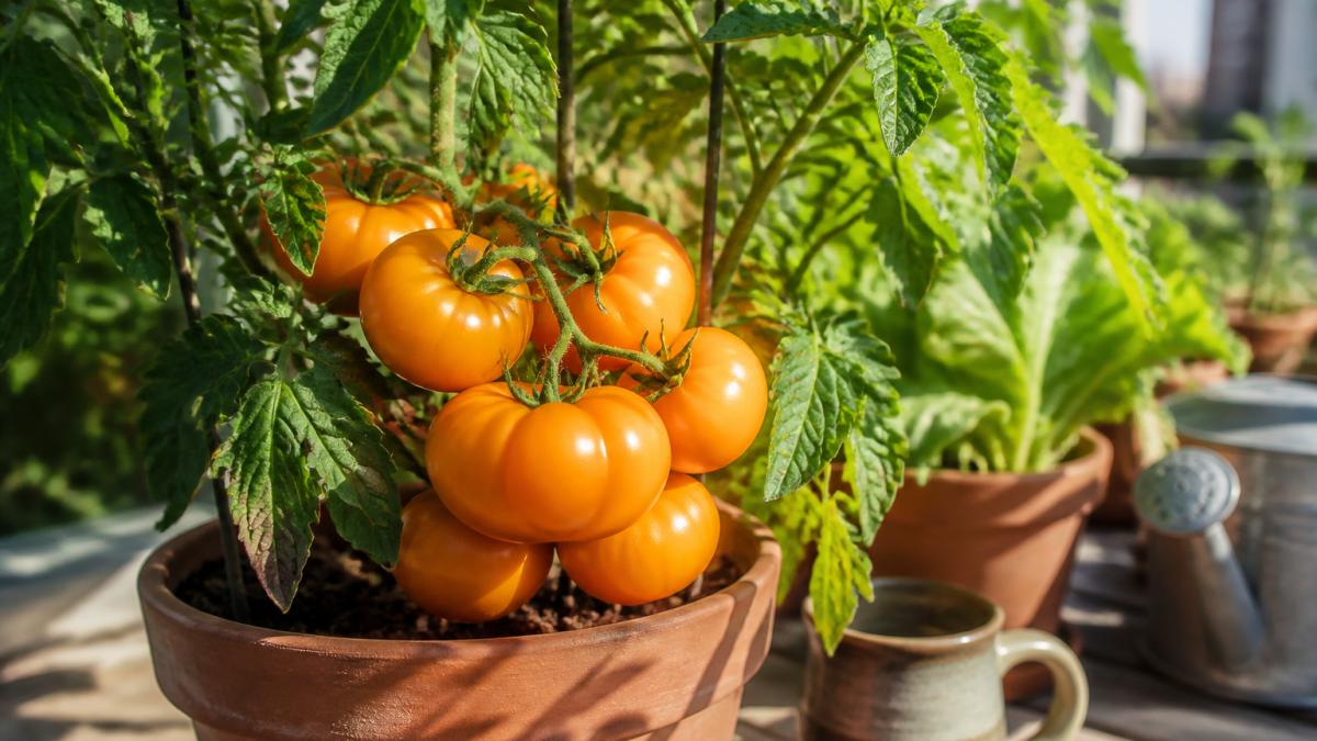 Close-up of ripe Heritage Cottage Orange tomatoes clustered on a compact determinate plant in a terracotta container, warm afternoon sunlight highlighting their vibrant orange color and smooth skin