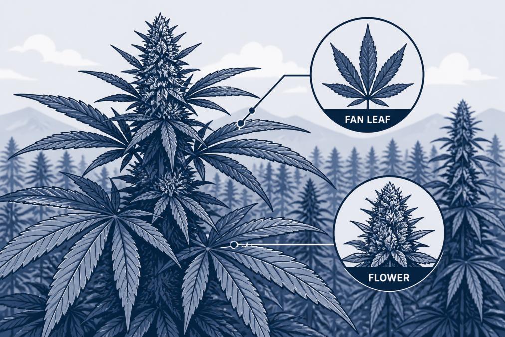 Close-up of hemp plants growing in a field, showing distinctive fan-shaped leaves and flowering buds under natural sunlight