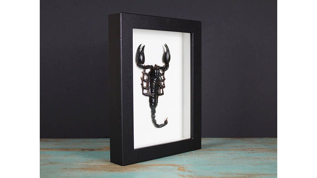 Heterometreus spinifer Scorpion in a Frame