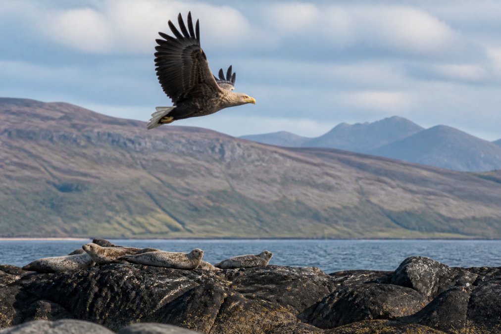 A white-tailed sea eagle in flight over dramatic coastal scenery with rocky outcrops and seals visible on rocks below