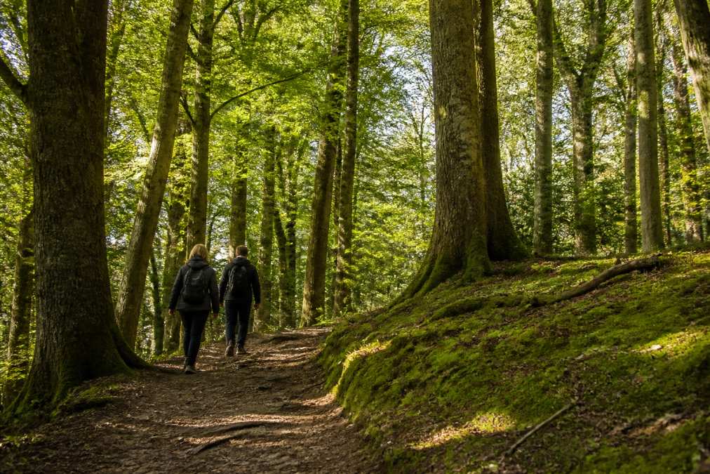 Visitors walking on a woodland trail lined with towering beech and oak trees, dappled sunlight filtering through the canopy, moss-covered ground visible underfoot