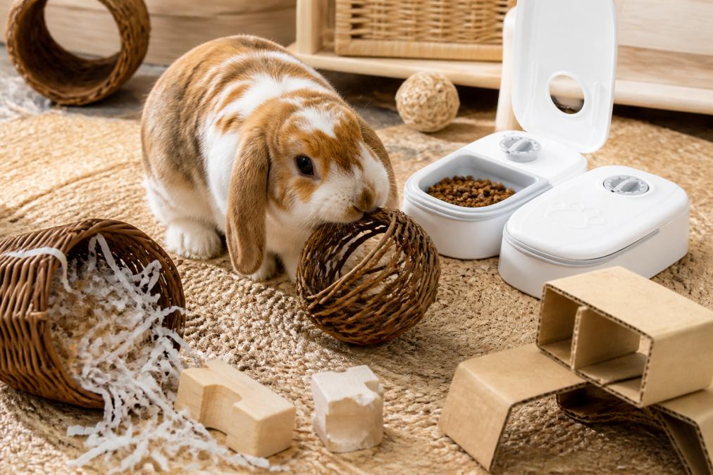 A young rabbit actively playing with willow baskets, balsa wood chew blocks, and cardboard foraging enrichment items on a soft woven mat in natural daylight, with shredded paper visible