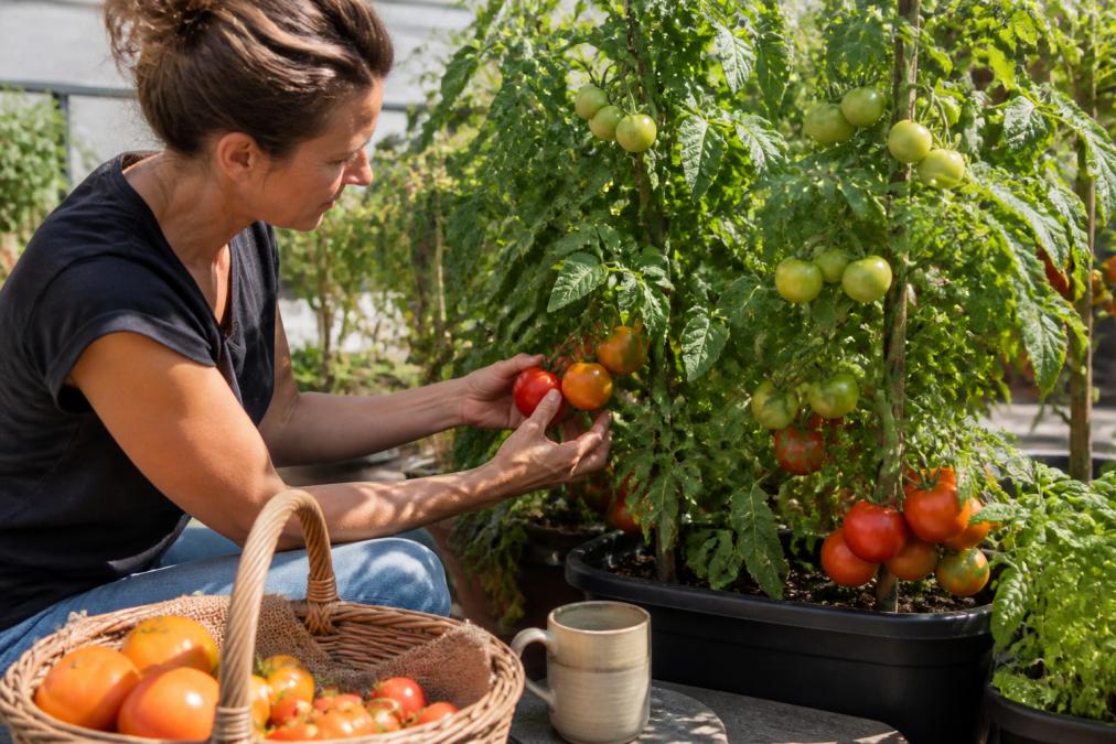 High Yield Heirloom Tomato Seeds for Big Harvests