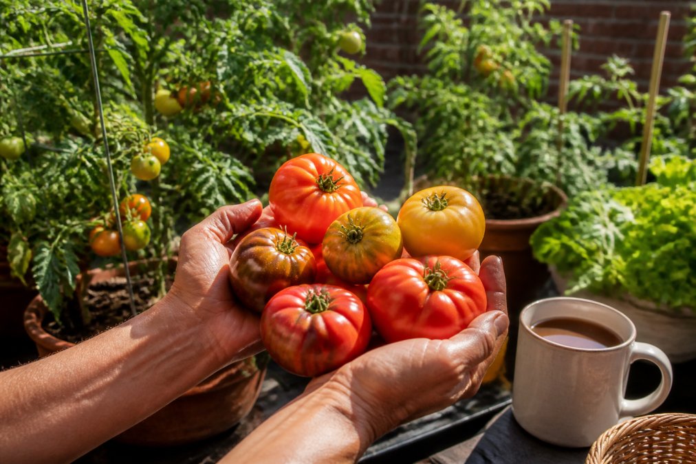 A gardener's hands cradling a colorful harvest of ripe heirloom tomatoes in a sunlit Southern garden, lush green vines stretching behind them