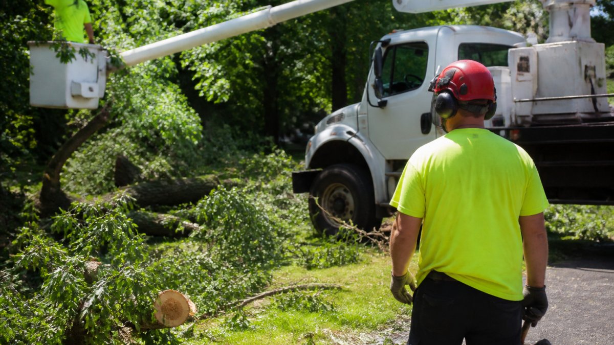 Hiring Insured Tree Care Companies: 2026 Guide