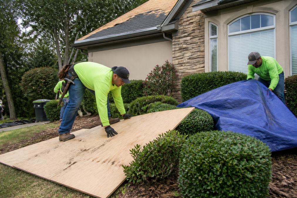A professional roofing crew laying plywood boards over a garden bed with boxwoods, while another worker secures a tarp over shrubs near a residential home with a partially stripped roof