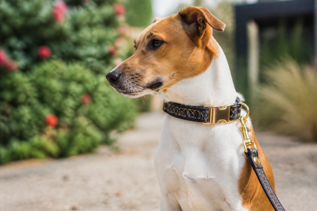 Close-up of a dog wearing a stylish designer collar and leash, sitting outdoors in natural sunlight with a blurred garden background