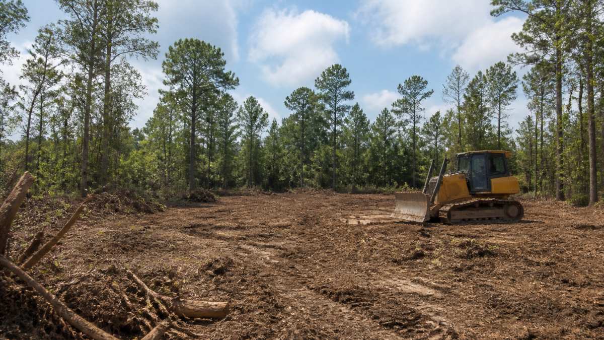 Homesite Clearing East Texas: A 2026 Guide
