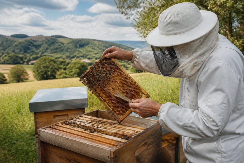 Imker bei der Arbeit an einem Bienenstock in luxemburgischer Landschaft, überprüft Waben mit handwerklichen Werkzeugen