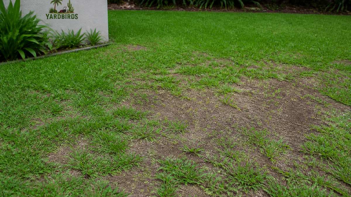 Infographic illustrating the step-by-step process to fix bare patches and improve lawn health effectively.