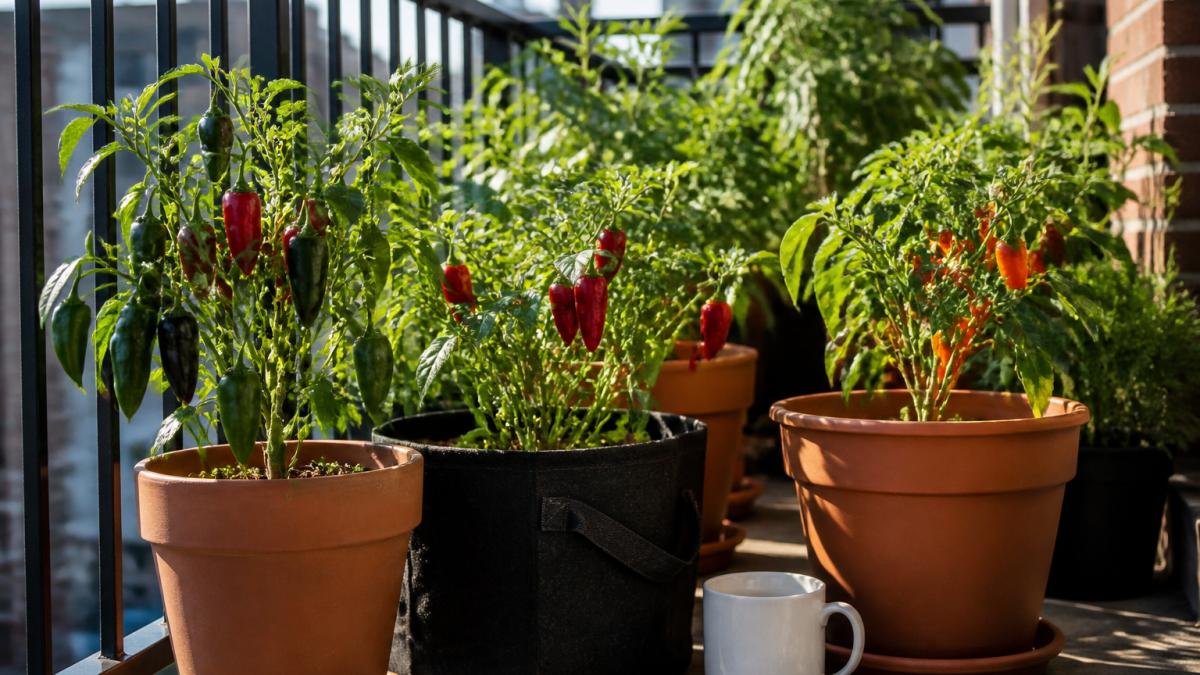 Urban apartment balcony with thriving heirloom pepper plants in terracotta and fabric containers, red and green peppers ripening on compact plants under bright sunlight