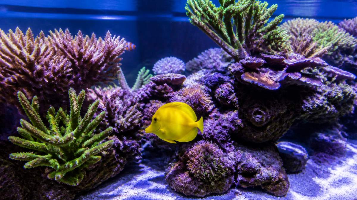 Yellow tang swimming past colorful hard corals in a vibrant reef tank under blue LED lighting