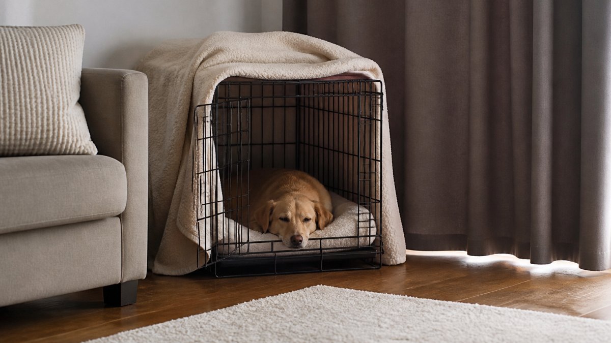 A calm dog resting in a cozy crate covered with a blanket in a quiet, dimly lit living room corner