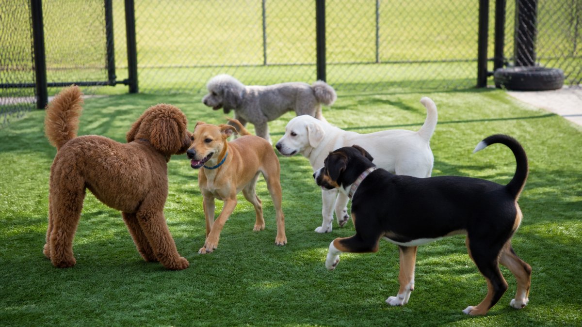 How Long Does Dog Socialization Take? A Practical Guide
