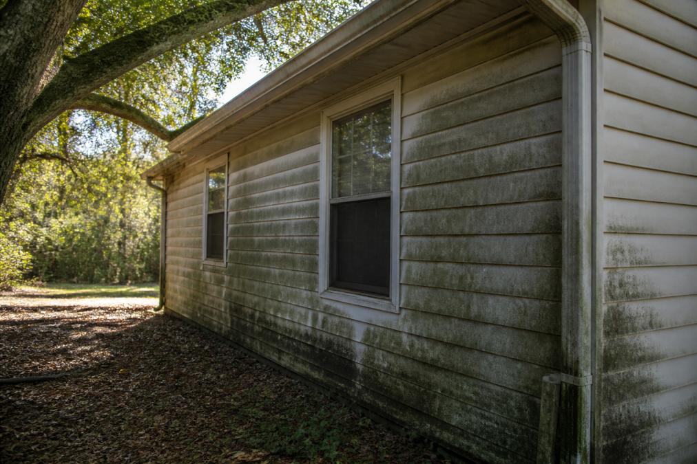 Home exterior showing dark mold and algae growth on shaded siding beneath large oak tree, with moisture visible on surface and gutter runoff staining lower sections of wall
