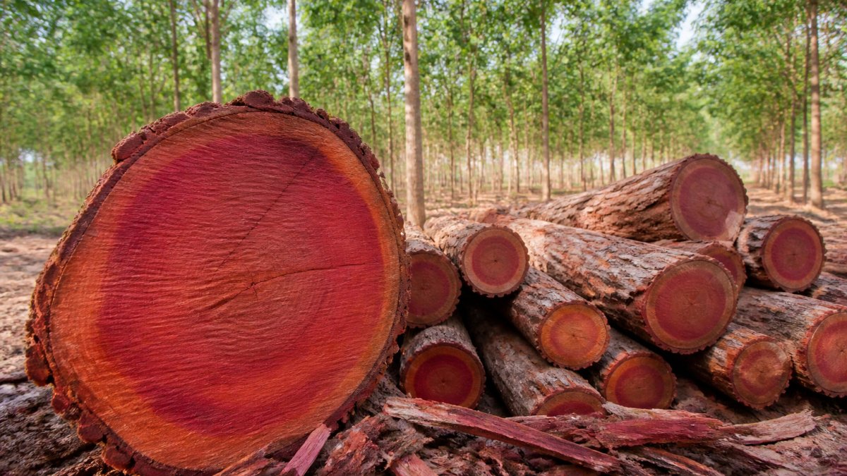 How Long Does Red Sandalwood Take to Mature?