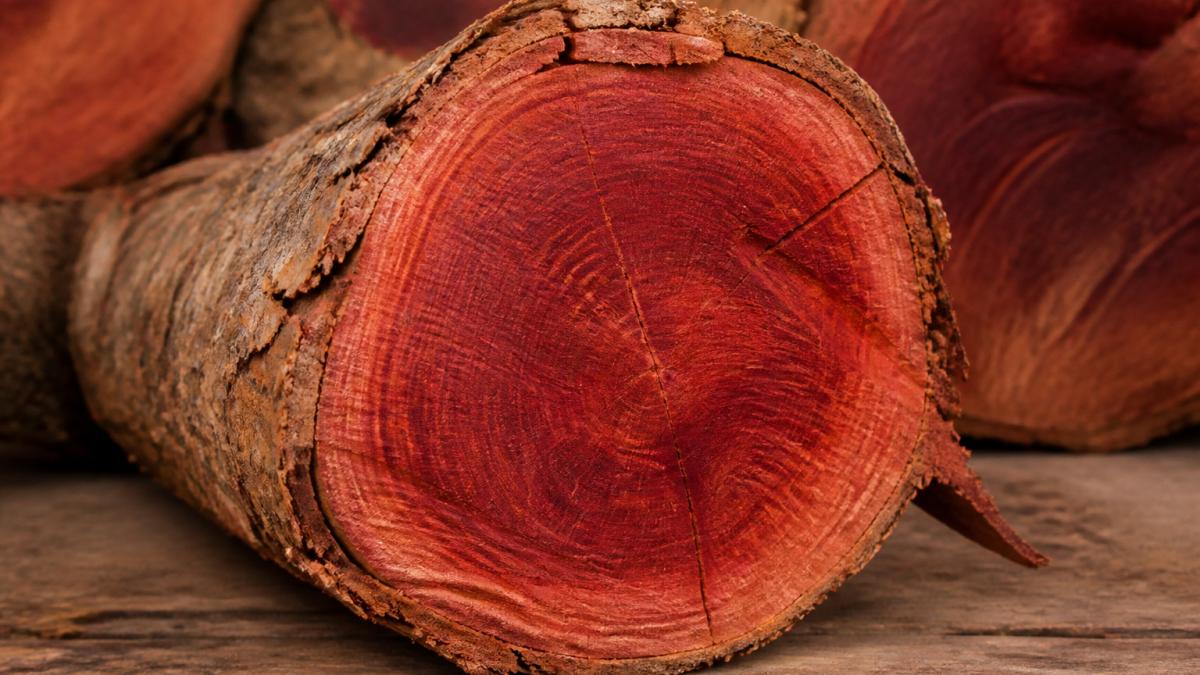 Diagram showing the deep red heartwood grain development across red sandalwood growth stages