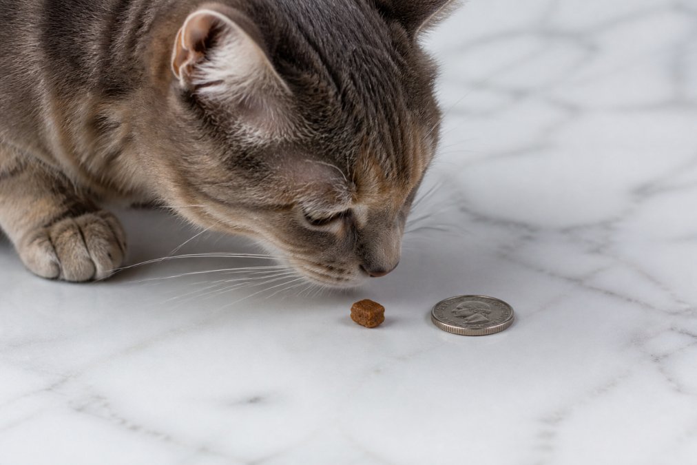 Close-up of a cat sniffing a small freeze-dried liver treat on a light marble surface, with a coin placed beside the kibble-sized piece for scale