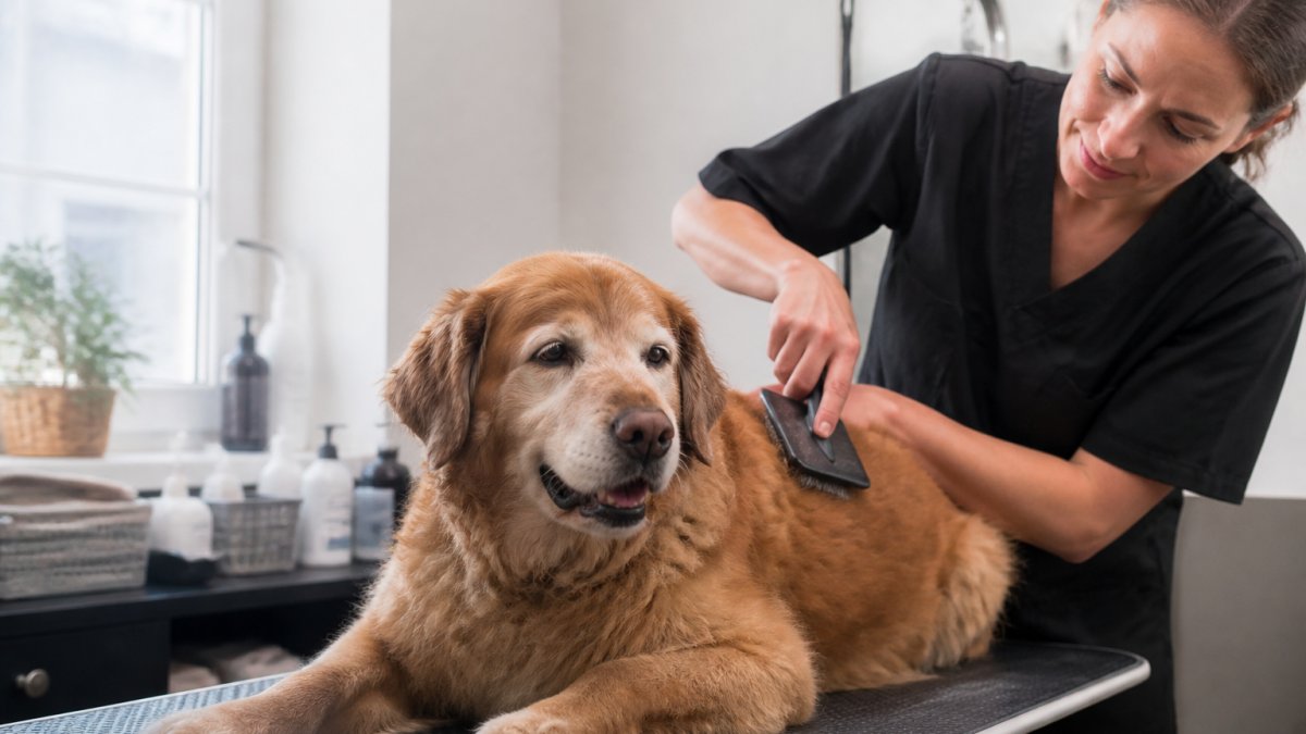 How Often Should a Senior Dog Be Groomed? Vet-Backed Guide