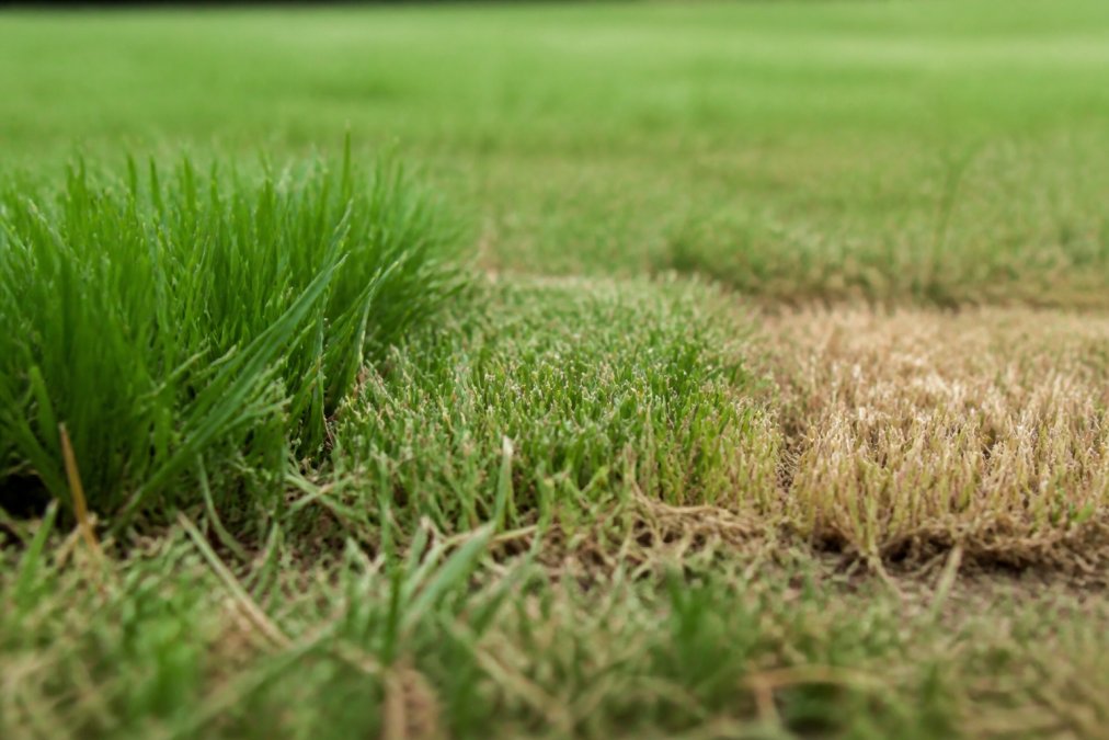 Close-up of grass blades at three different cutting heights showing healthy lawn at proper mowing height, moderately scalped grass, and severely damaged scalped turf with brown tips